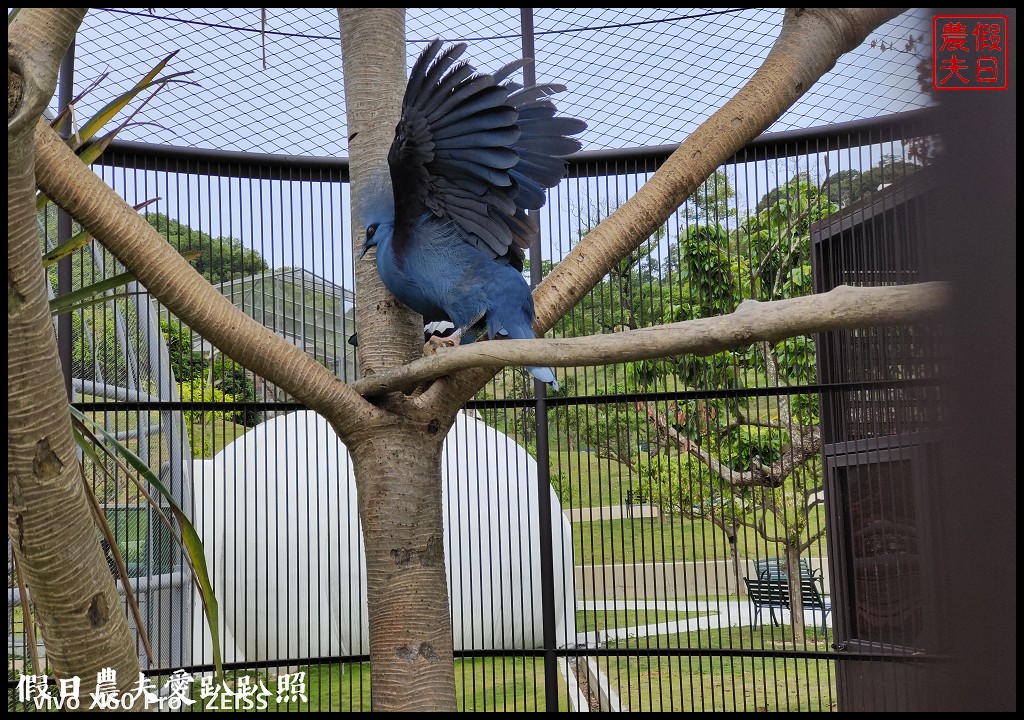 草屯九九峰動物樂園|佔地20公頃亞洲最大的國際級鳥園8/19正式開幕 @假日農夫愛趴趴照