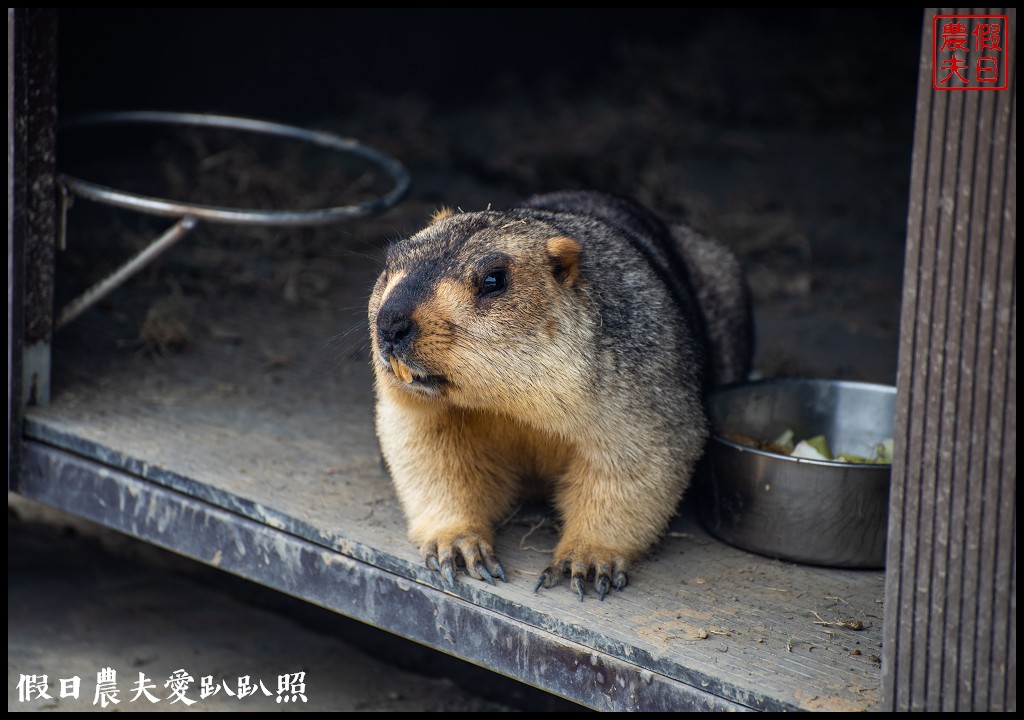 草屯九九峰動物樂園|佔地20公頃亞洲最大的國際級鳥園8/19正式開幕 @假日農夫愛趴趴照