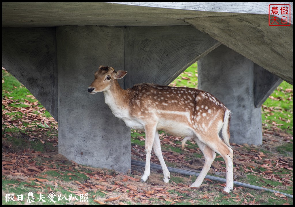 草屯九九峰動物樂園|佔地20公頃亞洲最大的國際級鳥園8/19正式開幕 @假日農夫愛趴趴照