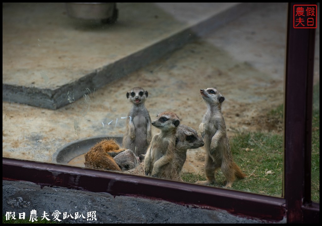 草屯九九峰動物樂園|佔地20公頃亞洲最大的國際級鳥園8/19正式開幕 @假日農夫愛趴趴照