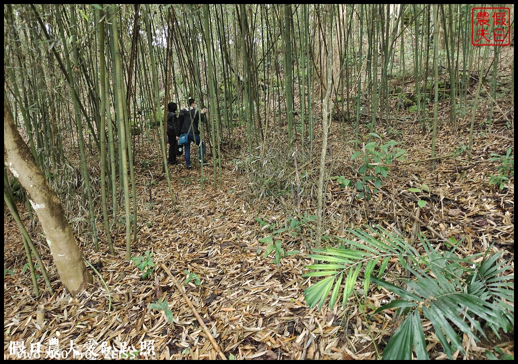 雲也居一休閒農場|苗栗薑麻園知名的景觀餐廳/雲海/美食/採果 @假日農夫愛趴趴照