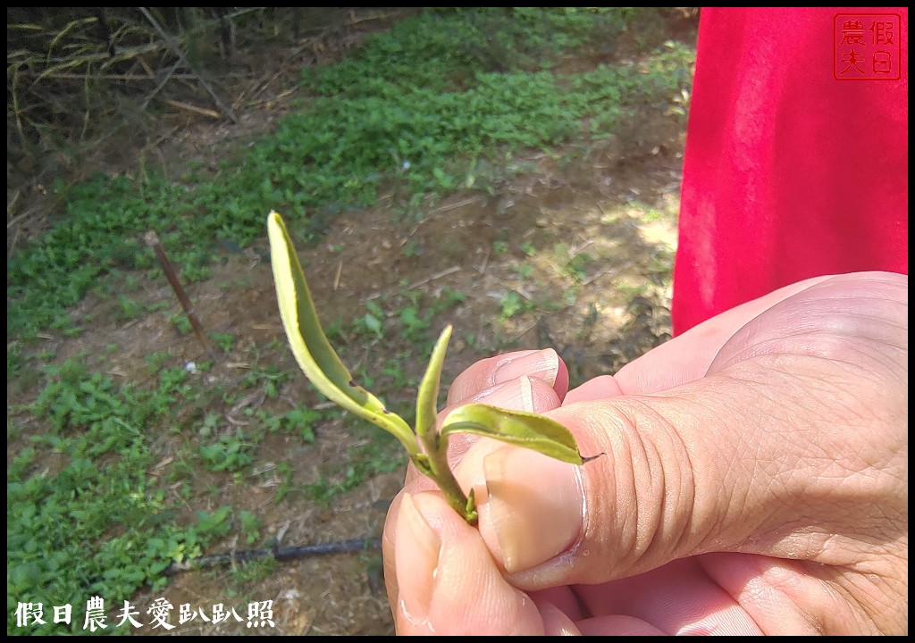 三灣遊程夏梨茶香農村體驗遊程|茶香包DIY採梨吃美食走秘境 @假日農夫愛趴趴照