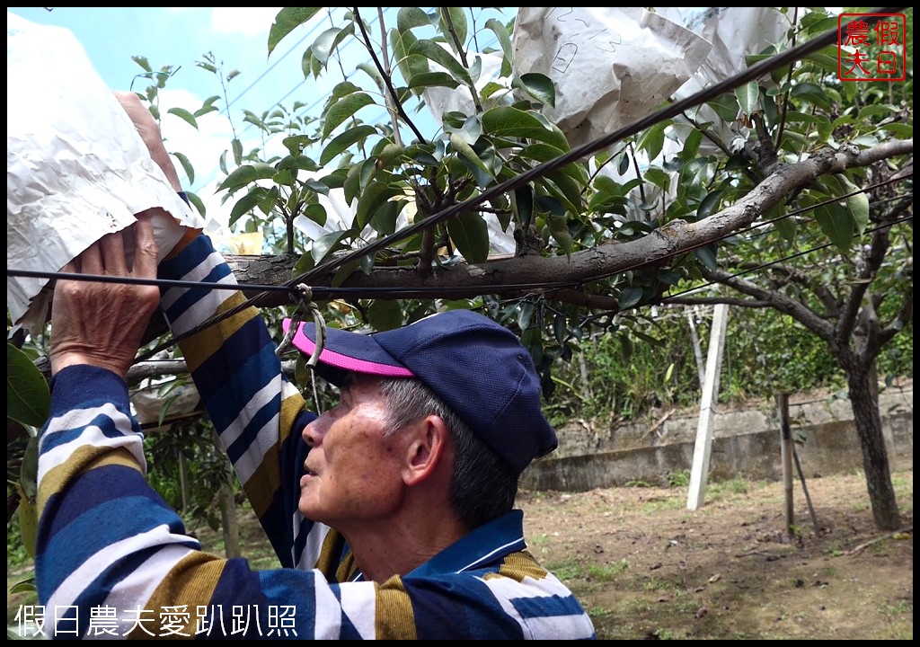 三灣和豐農園採梨|寶島甘露梨果實飽滿口感脆甜多汁 @假日農夫愛趴趴照