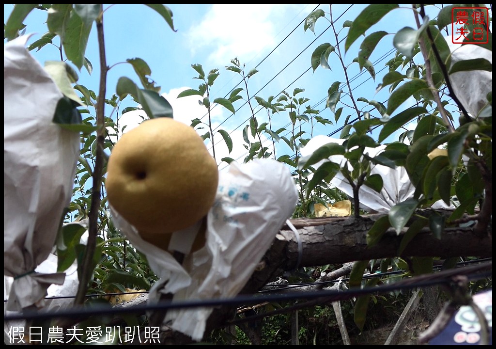 三灣和豐農園採梨|寶島甘露梨果實飽滿口感脆甜多汁 @假日農夫愛趴趴照