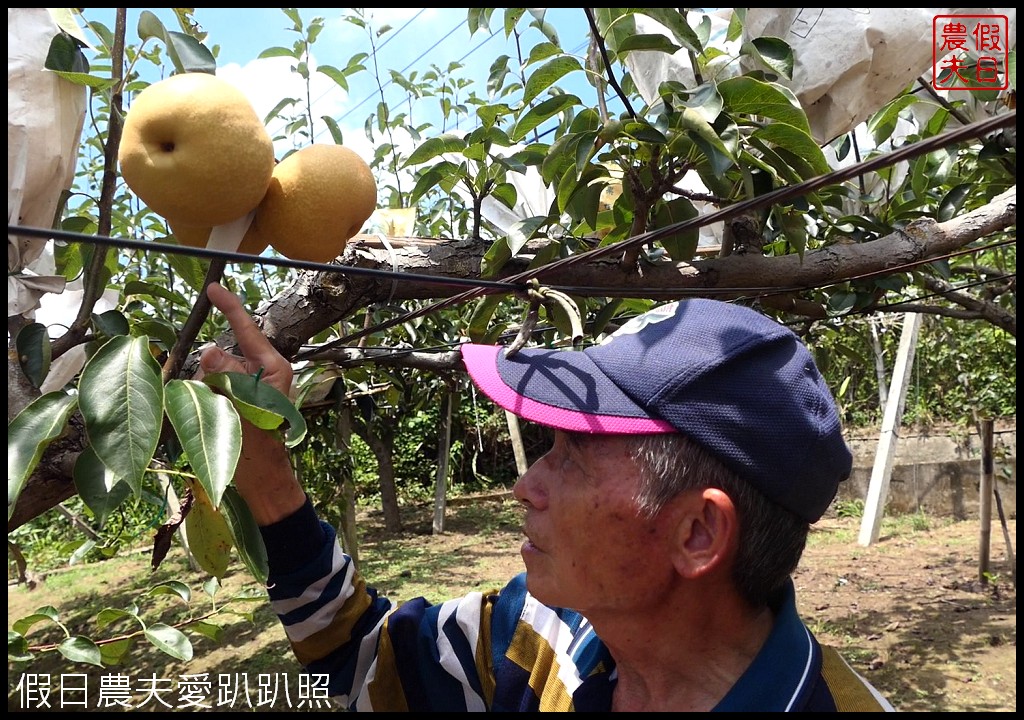 三灣和豐農園採梨|寶島甘露梨果實飽滿口感脆甜多汁 @假日農夫愛趴趴照