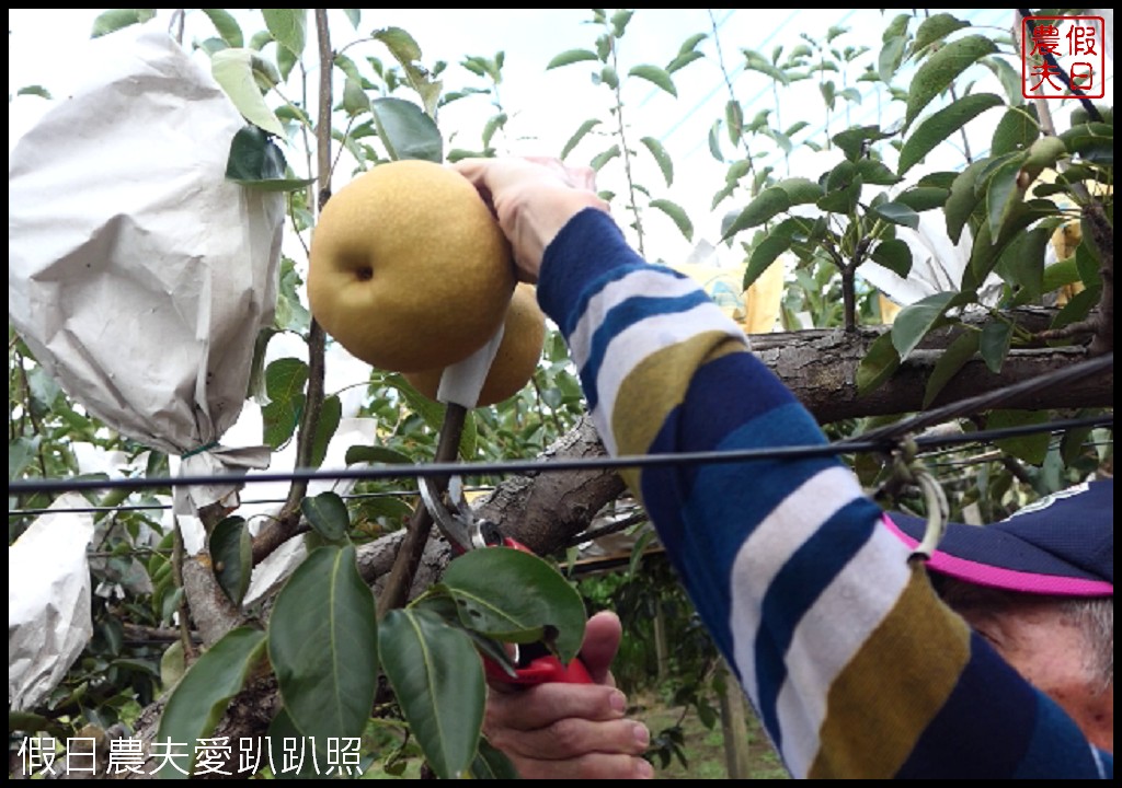 三灣和豐農園採梨|寶島甘露梨果實飽滿口感脆甜多汁 @假日農夫愛趴趴照