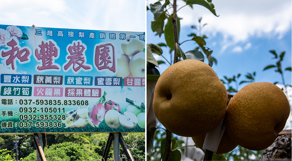 三灣和豐農園採梨|寶島甘露梨果實飽滿口感脆甜多汁 @假日農夫愛趴趴照