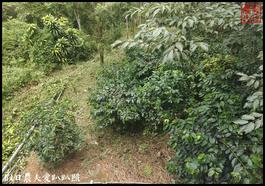 跟著咖啡去旅行|魚池花音咖啡×山豬衝吧咖啡×黑咖啡道咖啡/啡玩不可 @假日農夫愛趴趴照