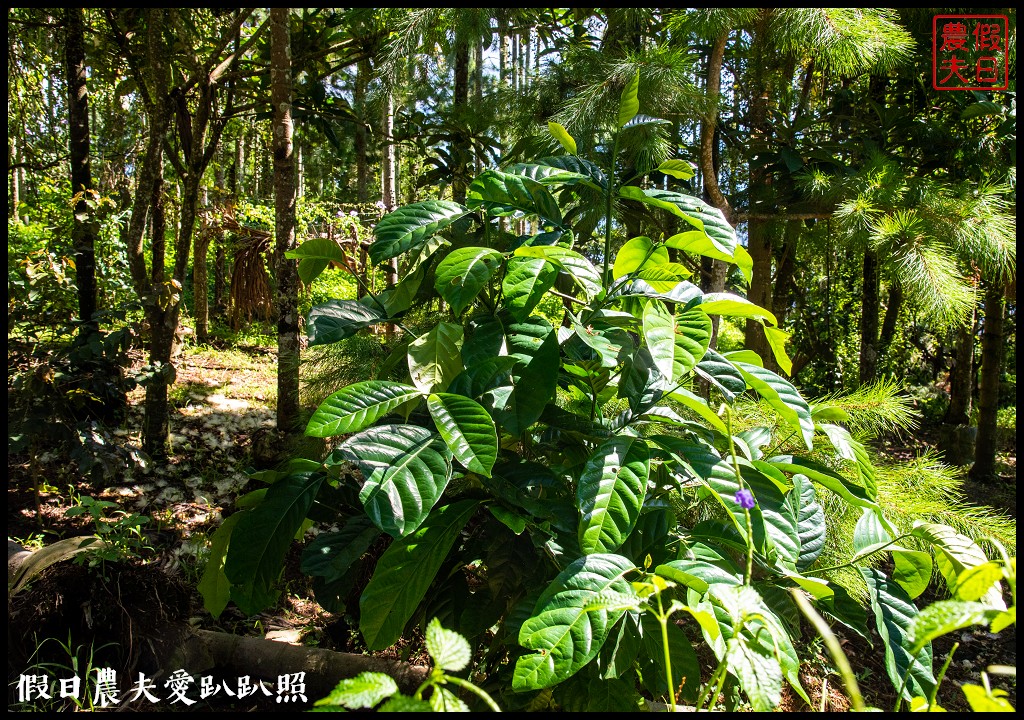 跟著咖啡去旅行|魚池花音咖啡×山豬衝吧咖啡×黑咖啡道咖啡/啡玩不可 @假日農夫愛趴趴照