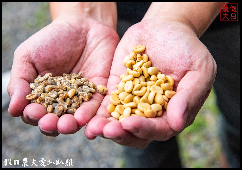 跟著咖啡去旅行|魚池花音咖啡×山豬衝吧咖啡×黑咖啡道咖啡/啡玩不可 @假日農夫愛趴趴照