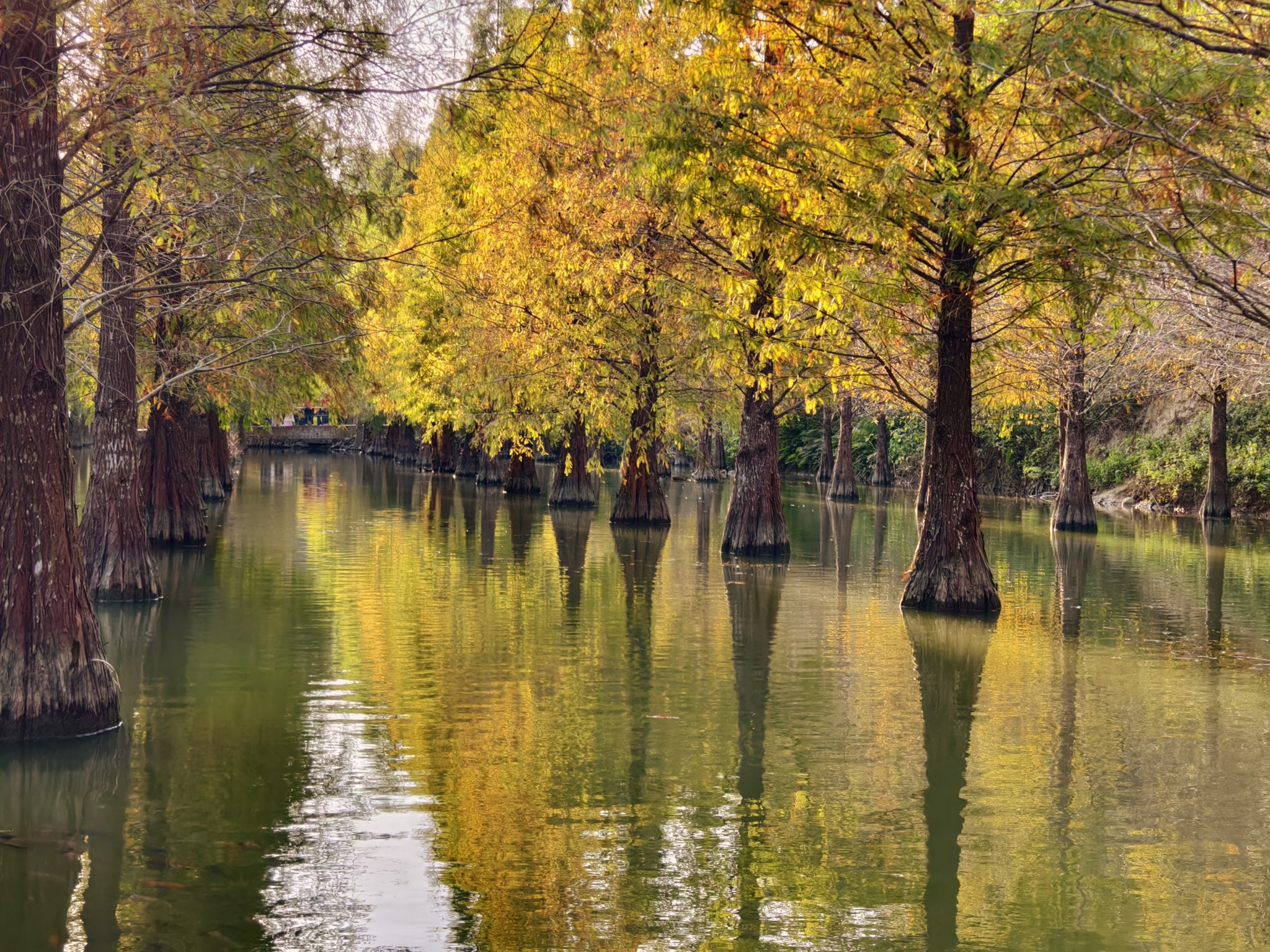 苗栗三灣落羽松秘境|漸漸換上繽紛色彩．停車交通看這篇