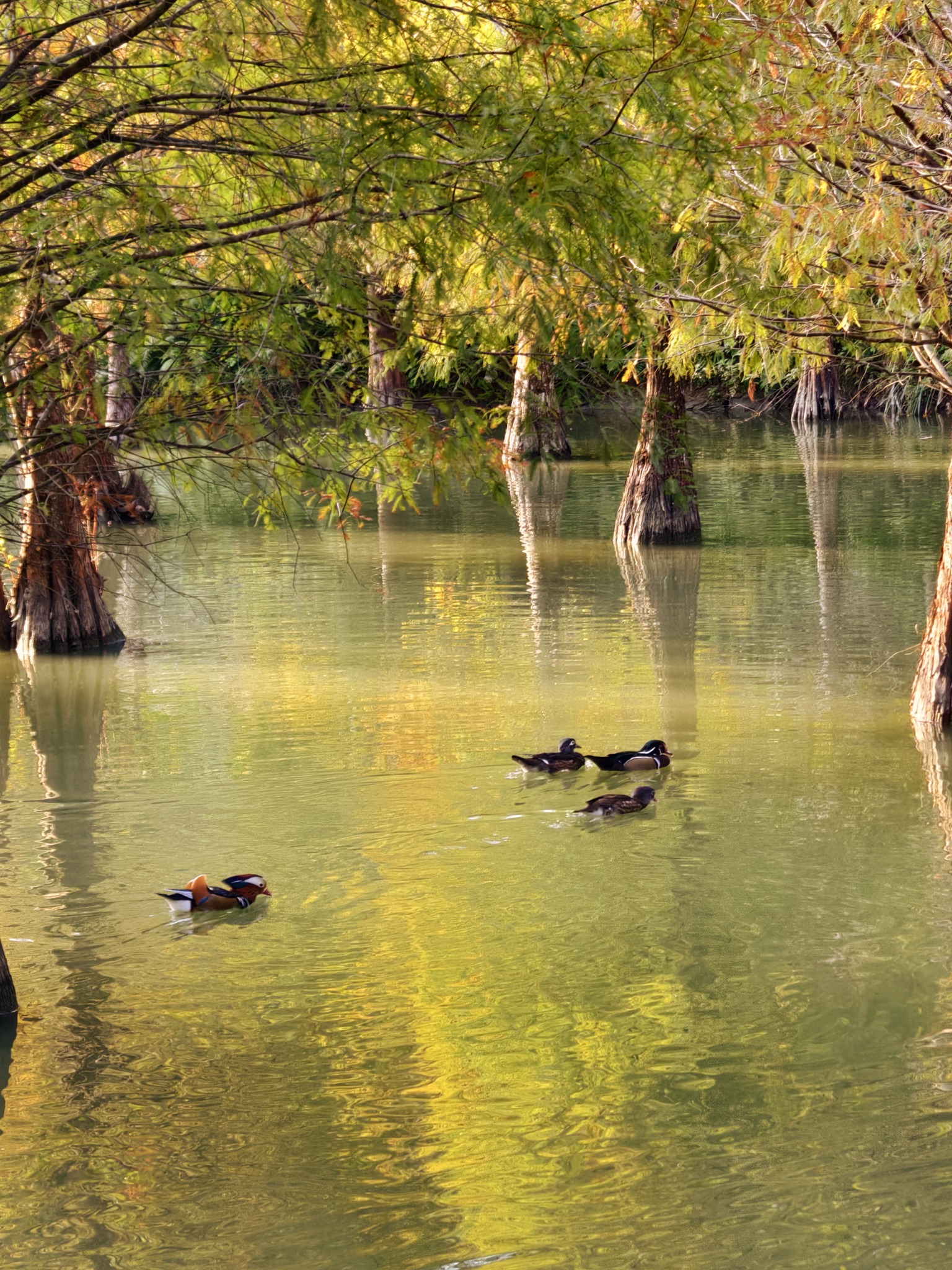 苗栗三灣落羽松秘境|漸漸換上繽紛色彩．停車交通看這篇