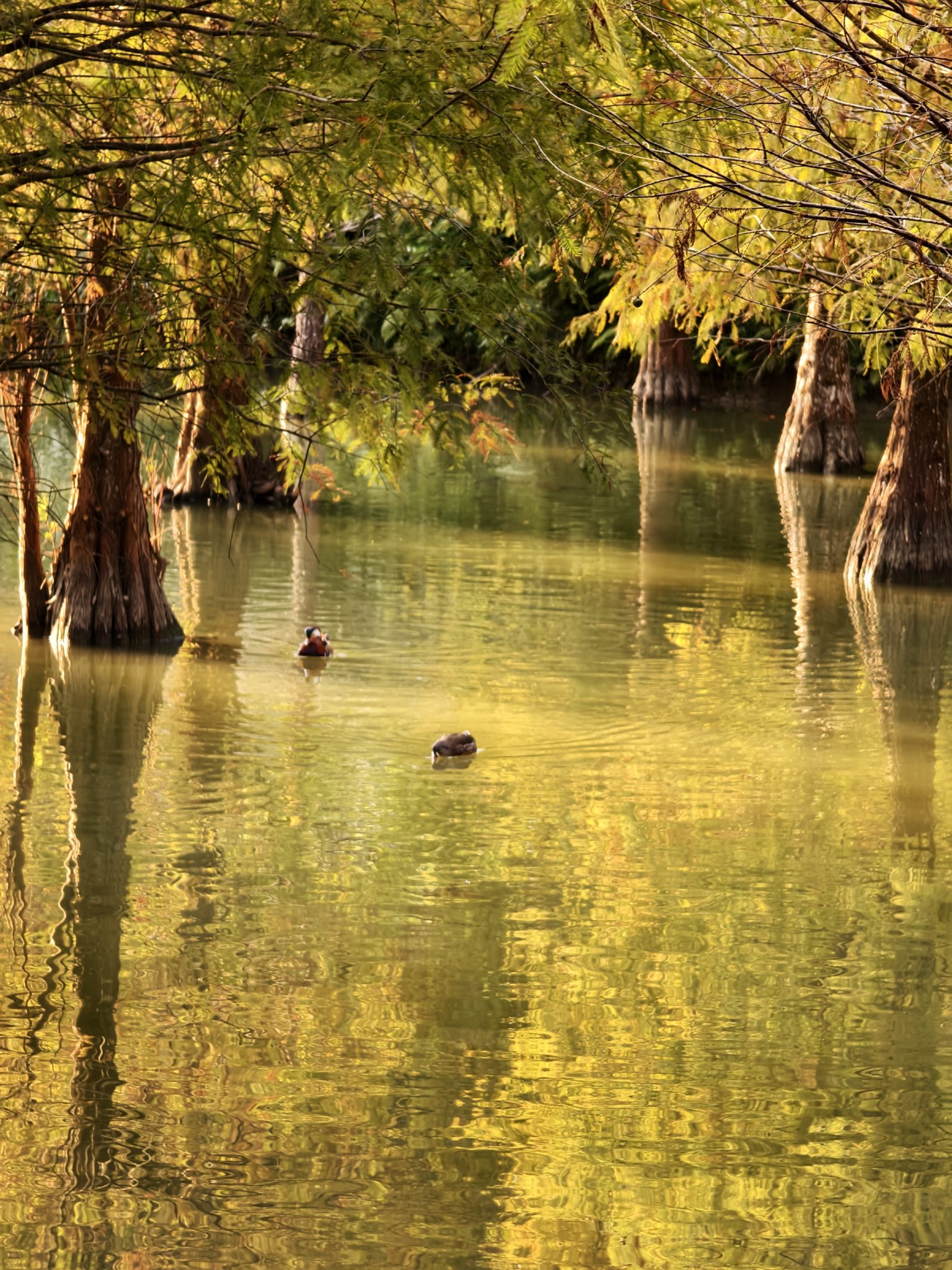 苗栗三灣落羽松秘境|漸漸換上繽紛色彩．停車交通看這篇