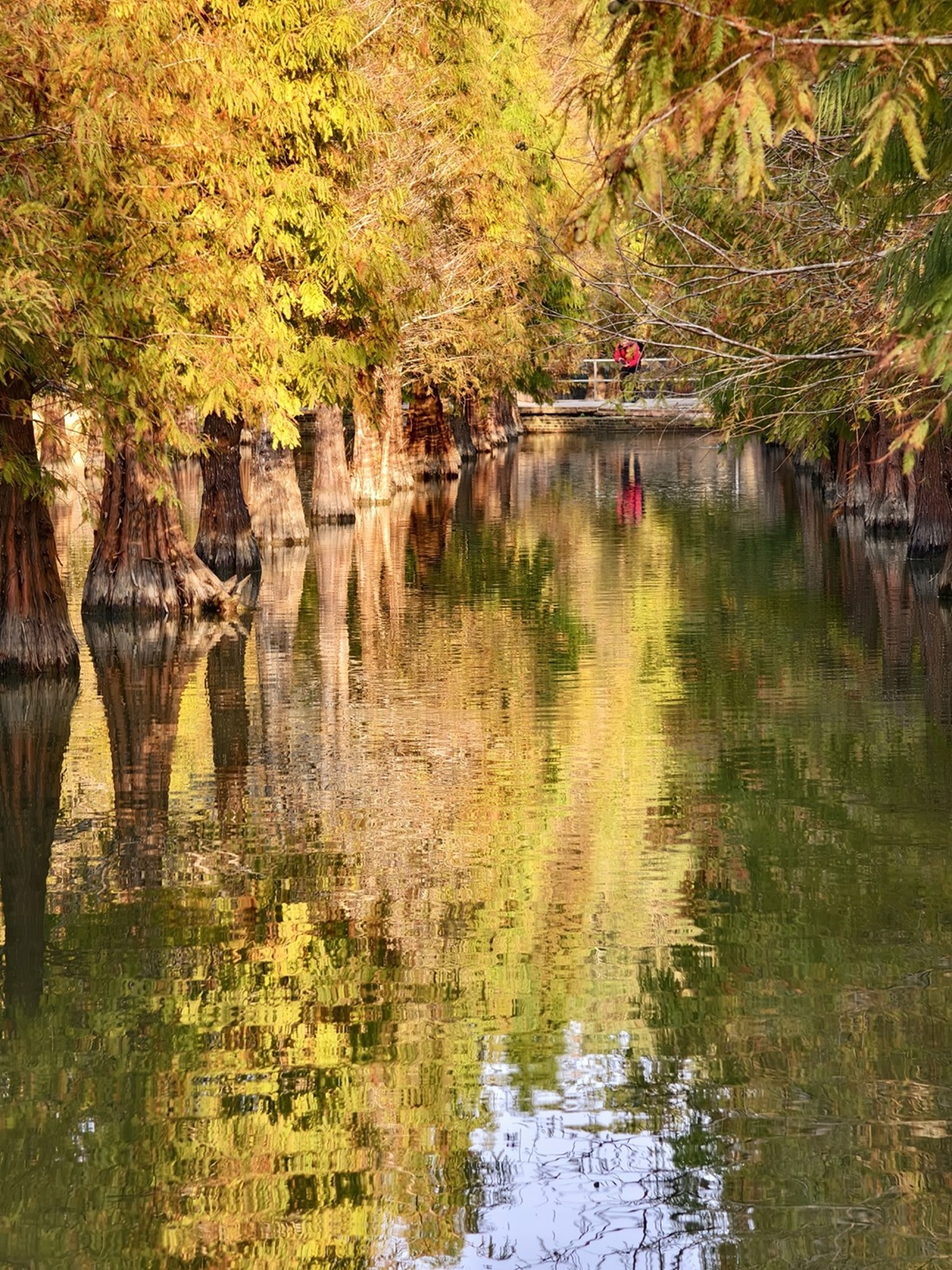 苗栗三灣落羽松秘境|漸漸換上繽紛色彩．停車交通看這篇