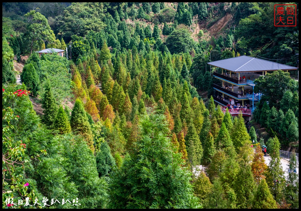 三灣落羽松秘境|漸漸換上繽紛色彩．停車交通看這篇 @假日農夫愛趴趴照