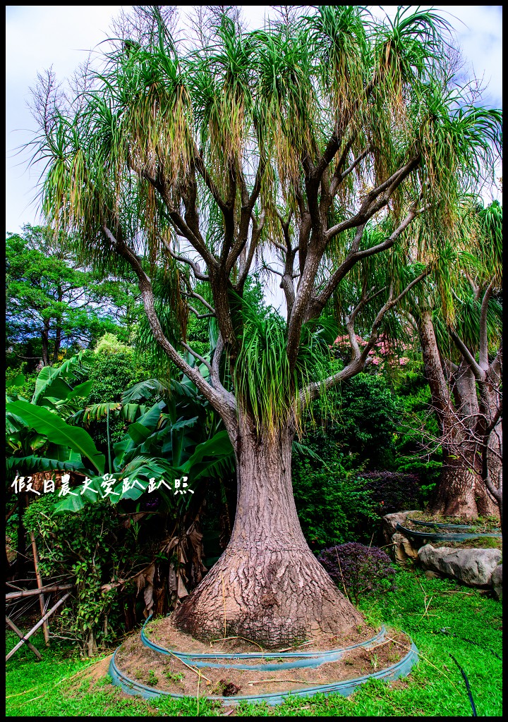 品園日式花園|7000坪私人豪宅庭園免門票入園參觀/美麗的好花園 @假日農夫愛趴趴照