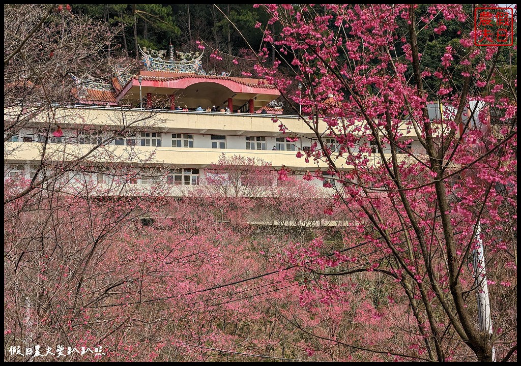 櫻花懶人包|全台賞櫻地點大集合．賞花時間/武陵農場/福壽山農場/阿里山 @假日農夫愛趴趴照