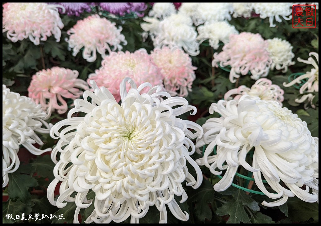 2023花在彰化|免費走春好去處 白天溪州公園賞花、晚上八卦山賞燈 @假日農夫愛趴趴照