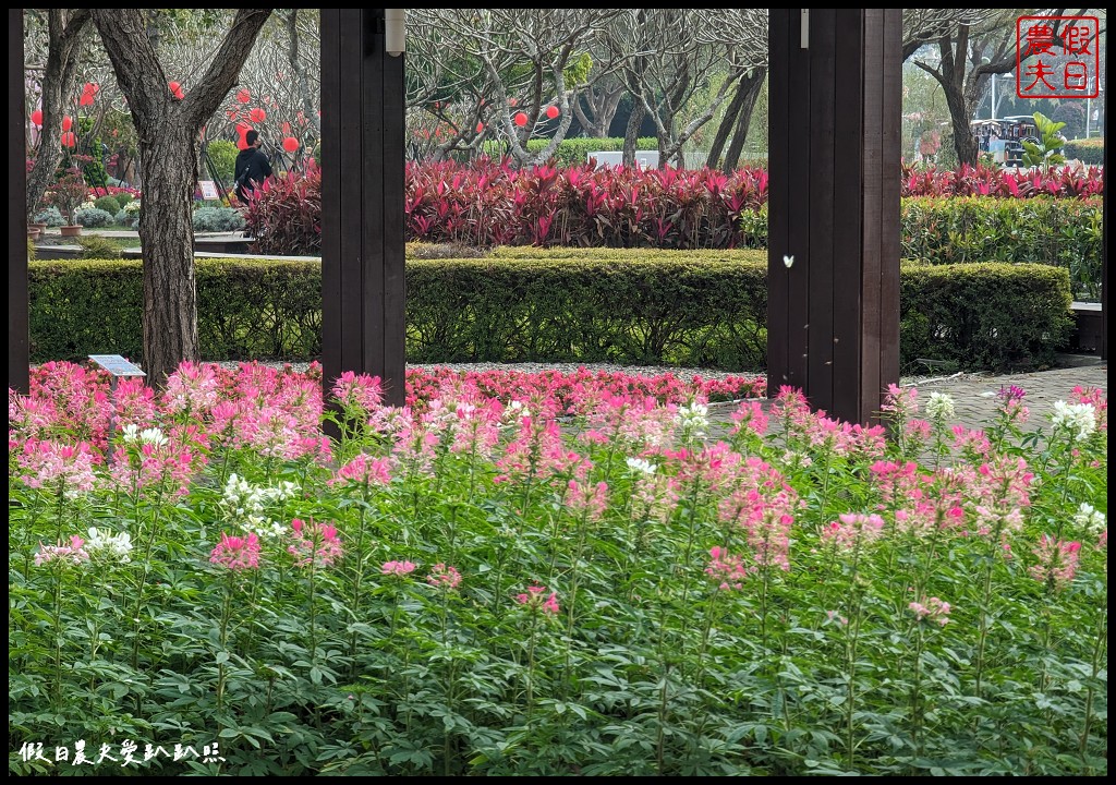 2023花在彰化|免費走春好去處 白天溪州公園賞花、晚上八卦山賞燈 @假日農夫愛趴趴照