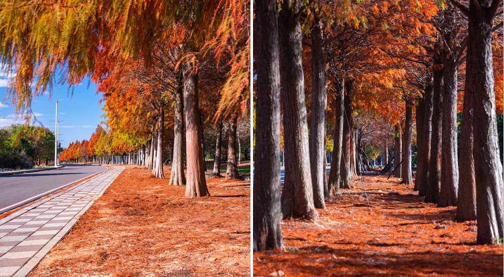 麗寶樂園落羽松大道