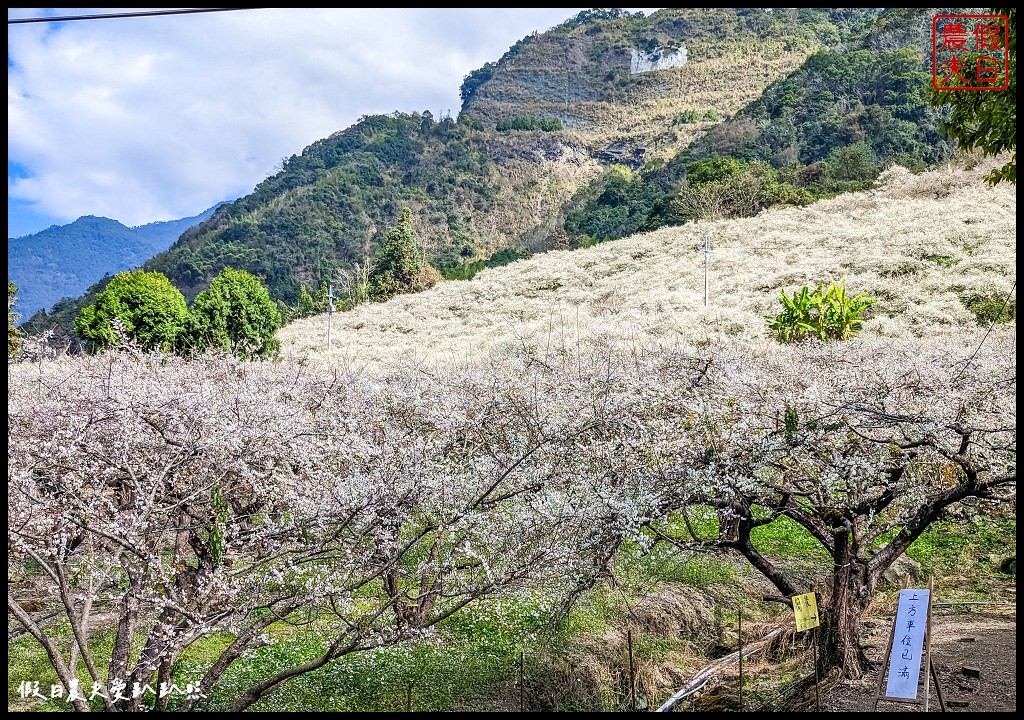 南投信義外坪頂賞梅區|蔡家古厝後面的梅園爆開中