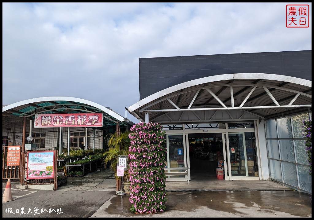 中社觀光花市|不用坐飛機到荷蘭也能欣賞到鬱金香花海 @假日農夫愛趴趴照