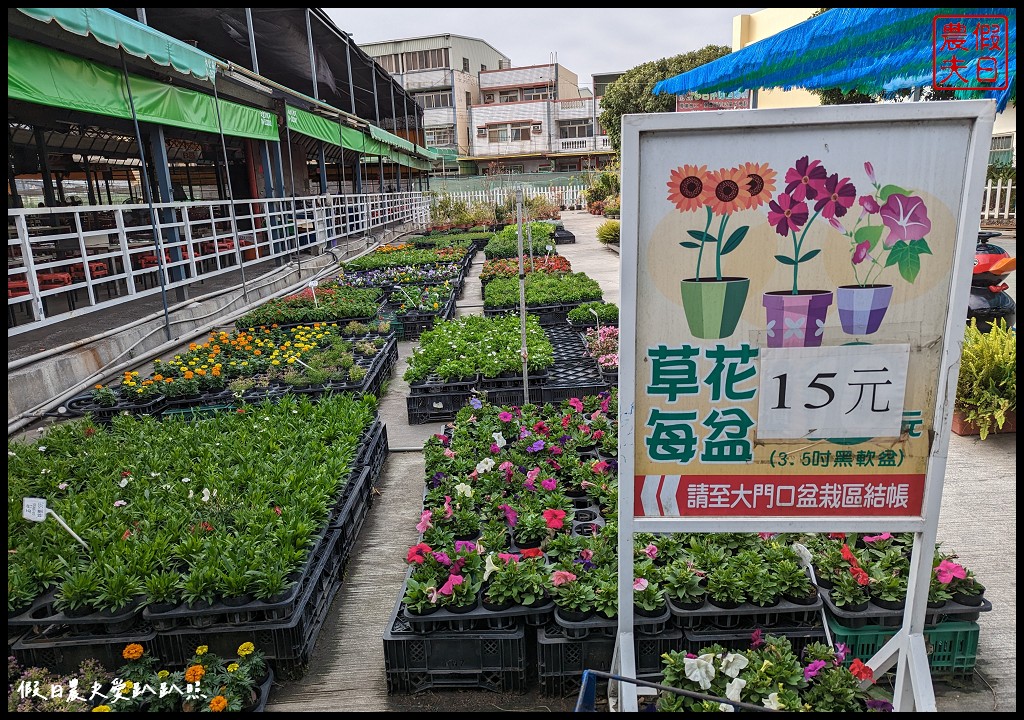 中社觀光花市|不用坐飛機到荷蘭也能欣賞到鬱金香花海 @假日農夫愛趴趴照