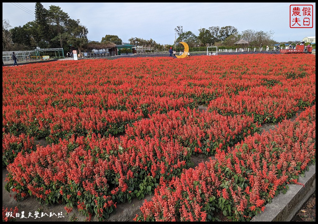 中社觀光花市|不用坐飛機到荷蘭也能欣賞到鬱金香花海 @假日農夫愛趴趴照