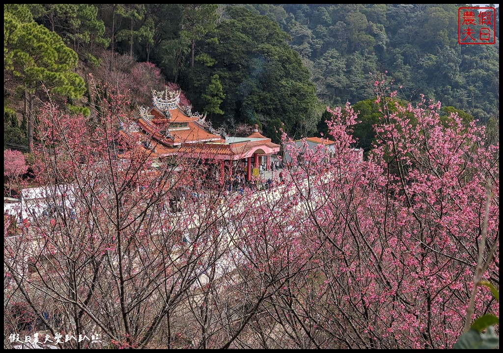 苗栗賞櫻秘境|獅潭協雲宮．被櫻花包圍的寺廟/櫻花步道超美 @假日農夫愛趴趴照