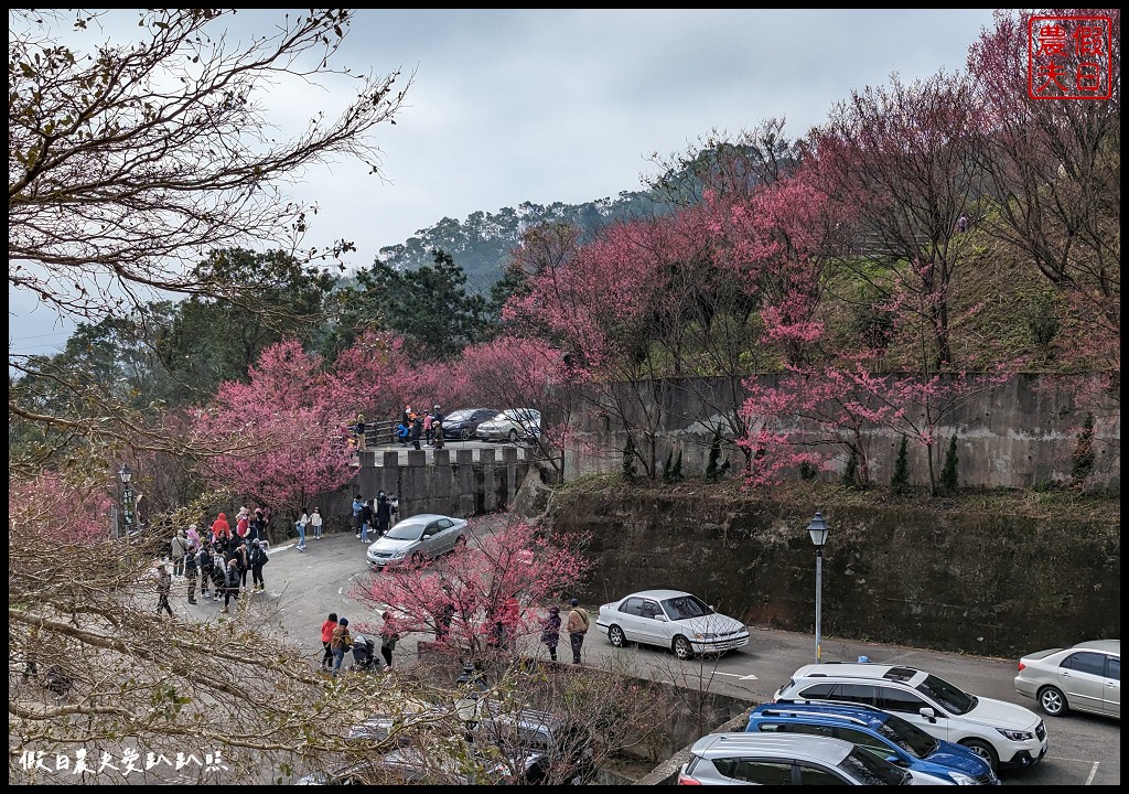 苗栗賞櫻秘境|獅潭協雲宮．被櫻花包圍的寺廟/櫻花步道超美 @假日農夫愛趴趴照