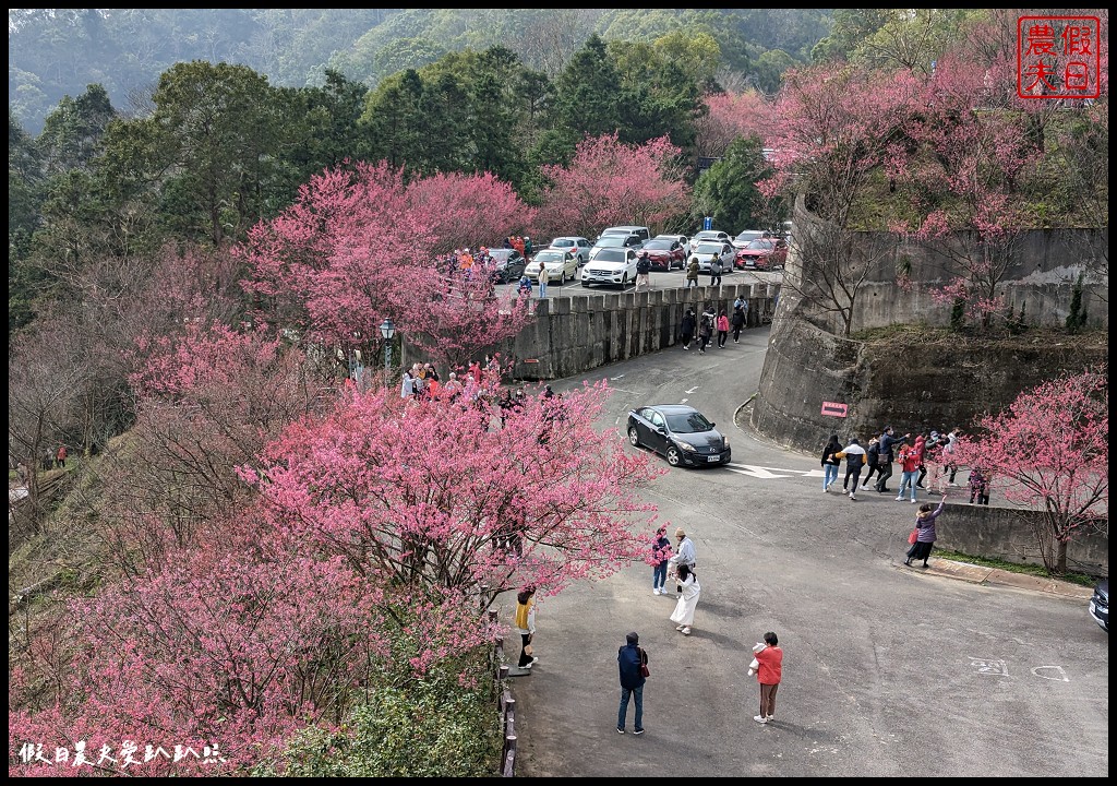 苗栗賞櫻秘境|獅潭協雲宮．被櫻花包圍的寺廟/櫻花步道超美 @假日農夫愛趴趴照