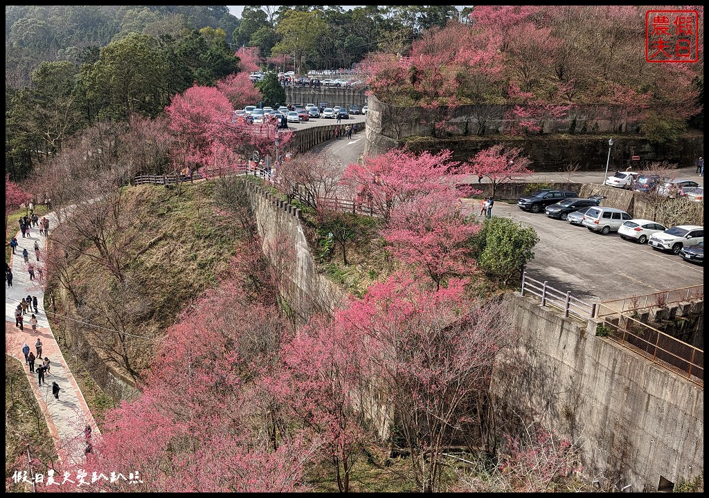 苗栗賞櫻秘境|獅潭協雲宮．被櫻花包圍的寺廟/櫻花步道超美 @假日農夫愛趴趴照