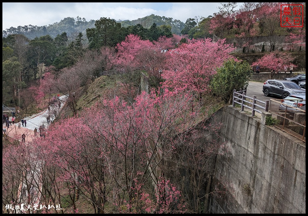 苗栗賞櫻秘境|獅潭協雲宮．被櫻花包圍的寺廟/櫻花步道超美 @假日農夫愛趴趴照