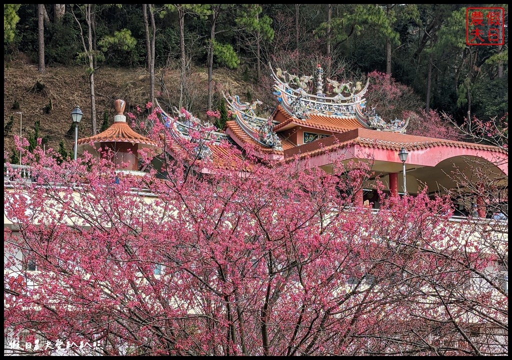 苗栗賞櫻秘境|獅潭協雲宮．被櫻花包圍的寺廟/櫻花步道超美 @假日農夫愛趴趴照