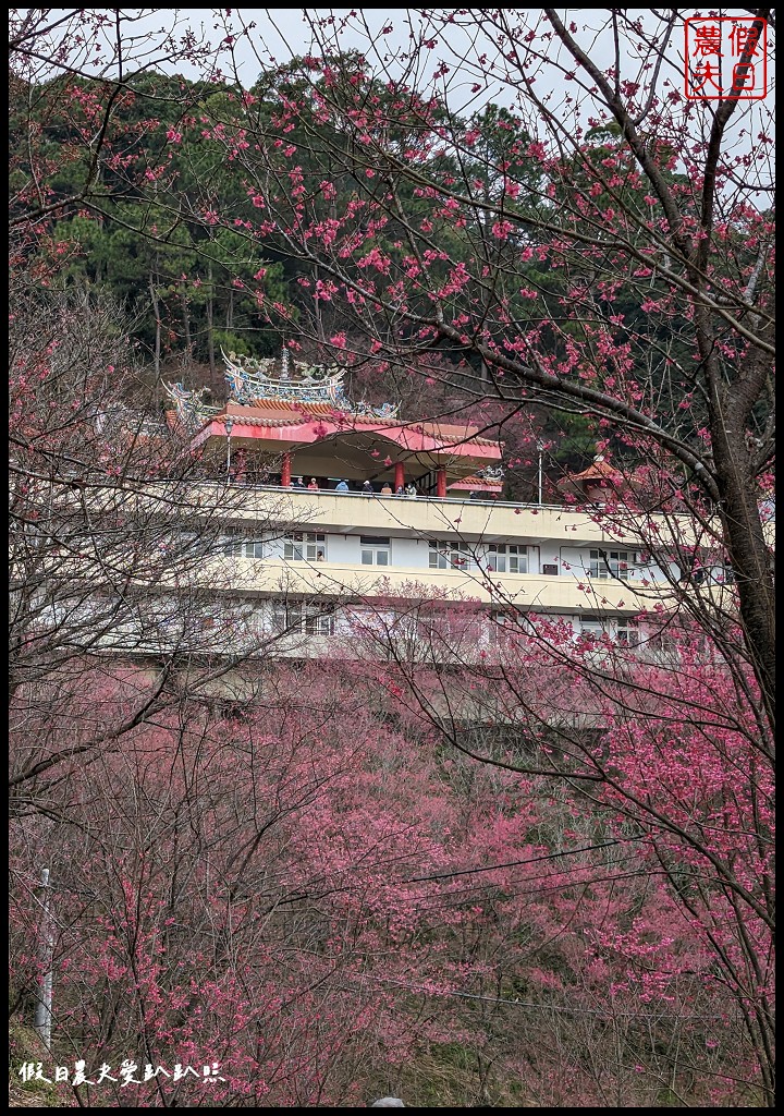 苗栗賞櫻秘境|獅潭協雲宮．被櫻花包圍的寺廟/櫻花步道超美 @假日農夫愛趴趴照