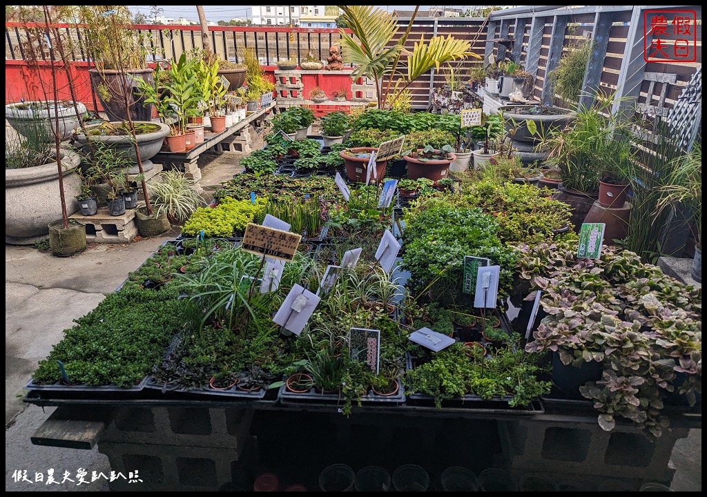 埔茂花市|賞花買花多肉園藝資材好選擇|免費的溜滑梯盪鞦韆可愛動物沙坑 @假日農夫愛趴趴照