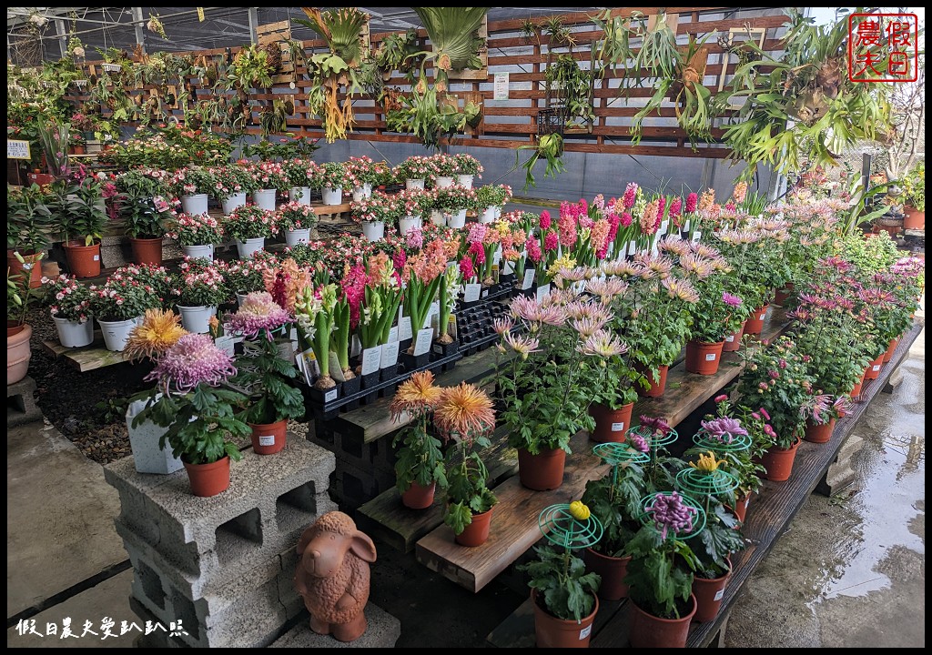 埔茂花市|賞花買花多肉園藝資材好選擇|免費的溜滑梯盪鞦韆可愛動物沙坑 @假日農夫愛趴趴照