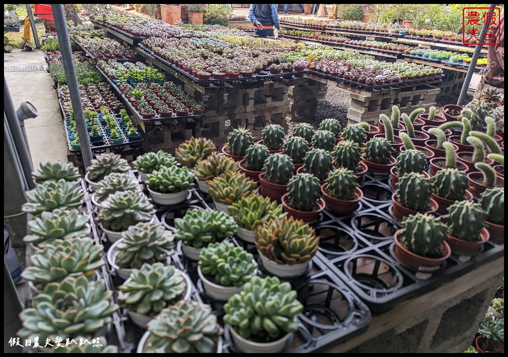 埔茂花市|賞花買花多肉園藝資材好選擇|免費的溜滑梯盪鞦韆可愛動物沙坑 @假日農夫愛趴趴照