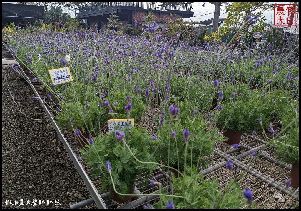 埔茂花市|賞花買花多肉園藝資材好選擇|免費的溜滑梯盪鞦韆可愛動物沙坑 @假日農夫愛趴趴照