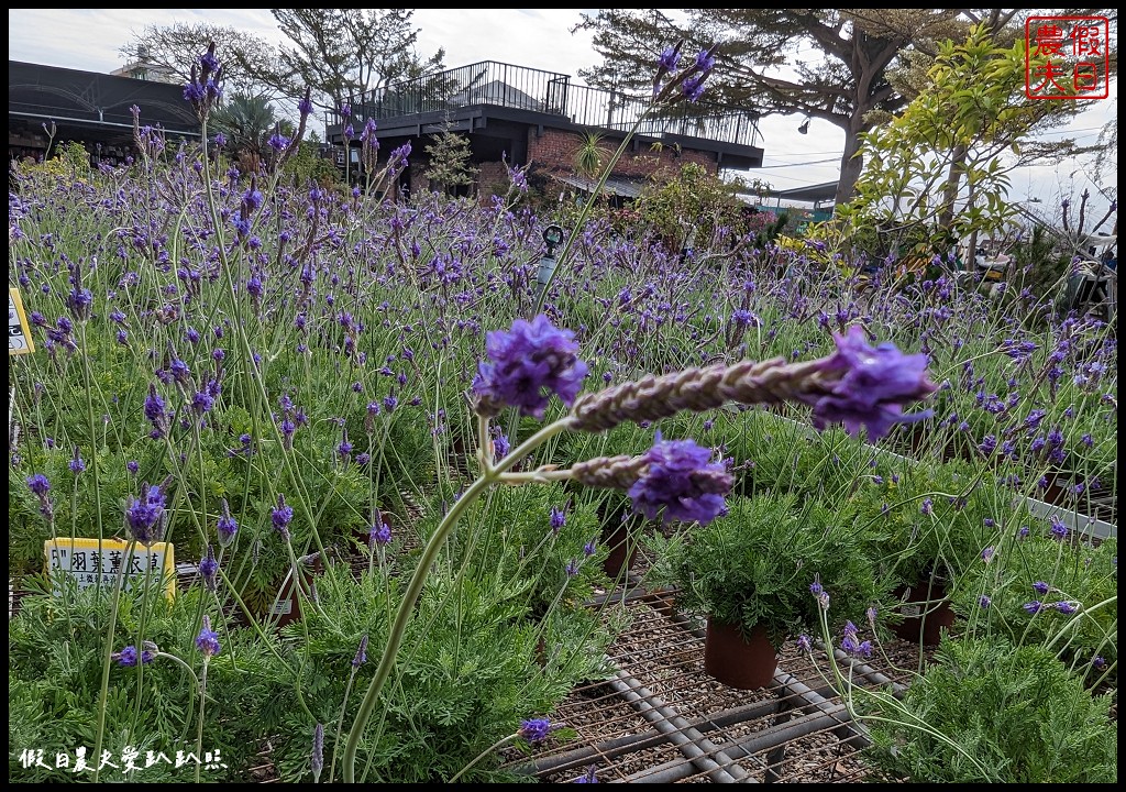 埔茂花市|賞花買花多肉園藝資材好選擇|免費的溜滑梯盪鞦韆可愛動物沙坑 @假日農夫愛趴趴照