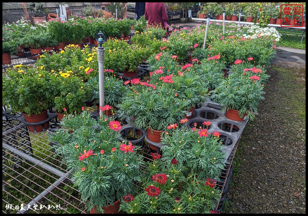 埔茂花市|賞花買花多肉園藝資材好選擇|免費的溜滑梯盪鞦韆可愛動物沙坑 @假日農夫愛趴趴照