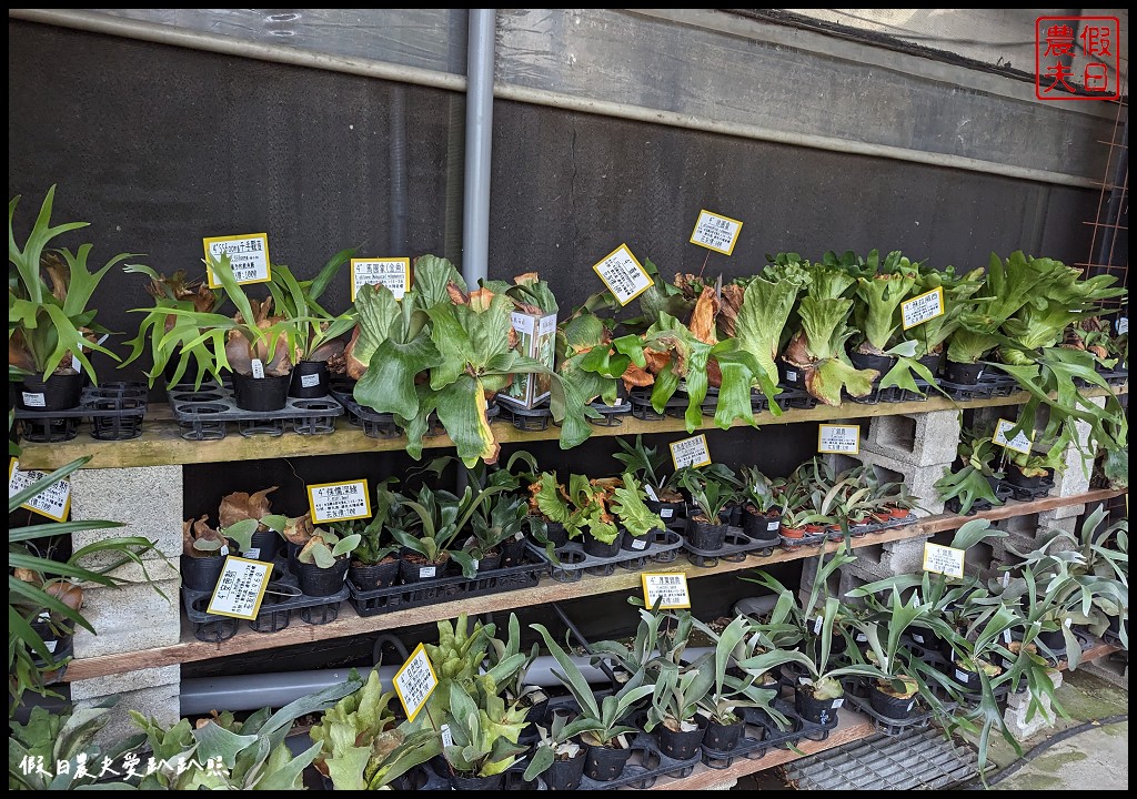 埔茂花市|賞花買花多肉園藝資材好選擇|免費的溜滑梯盪鞦韆可愛動物沙坑 @假日農夫愛趴趴照