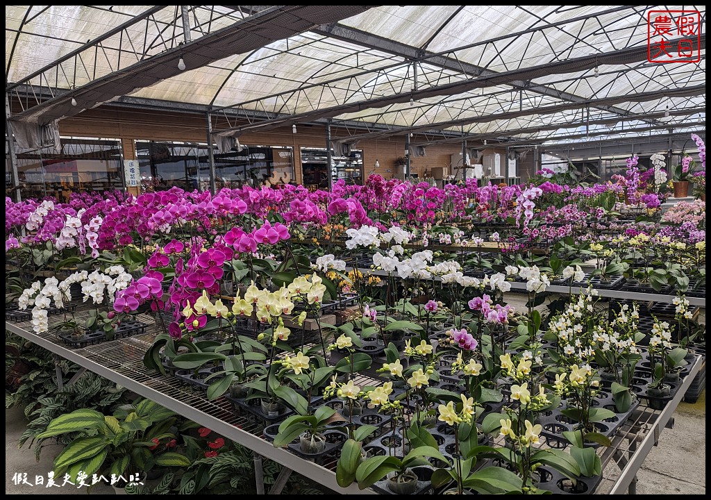 埔茂花市|賞花買花多肉園藝資材好選擇|免費的溜滑梯盪鞦韆可愛動物沙坑 @假日農夫愛趴趴照