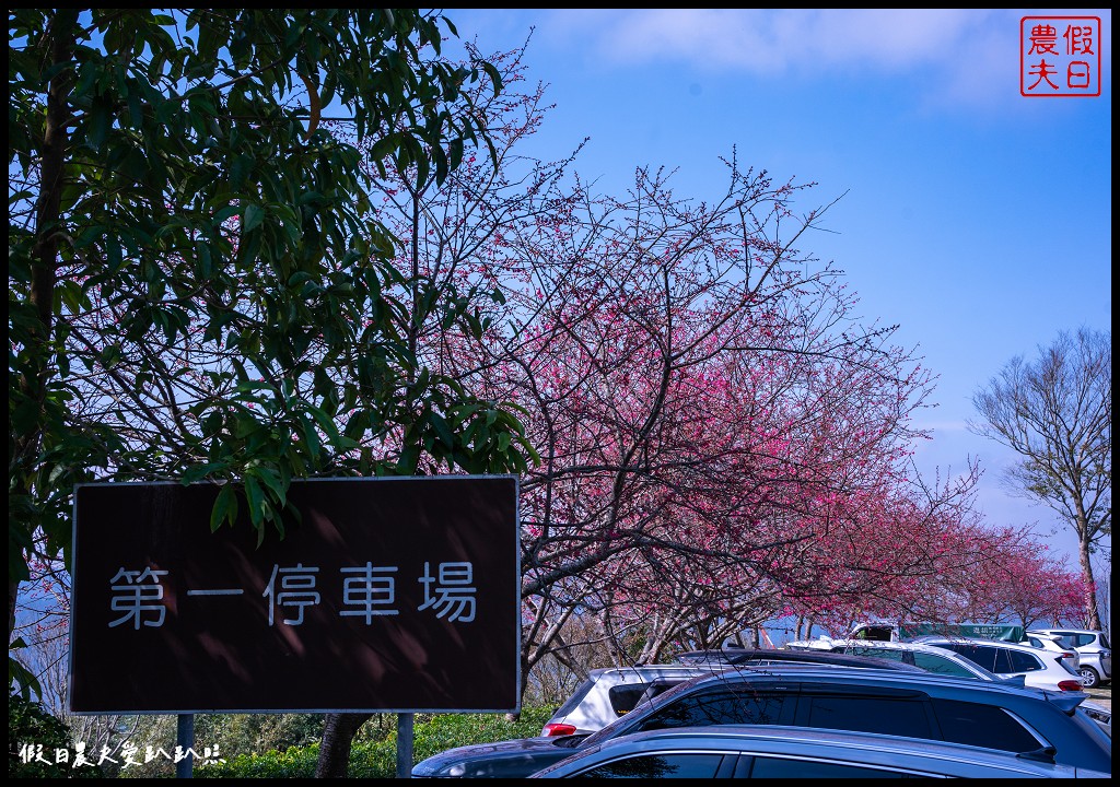 蓮臺山妙音淨苑|山櫻花搭配淨苑建築非常好看/免費賞櫻 @假日農夫愛趴趴照