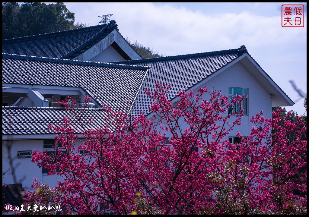 蓮臺山妙音淨苑|山櫻花搭配淨苑建築非常好看/免費賞櫻 @假日農夫愛趴趴照