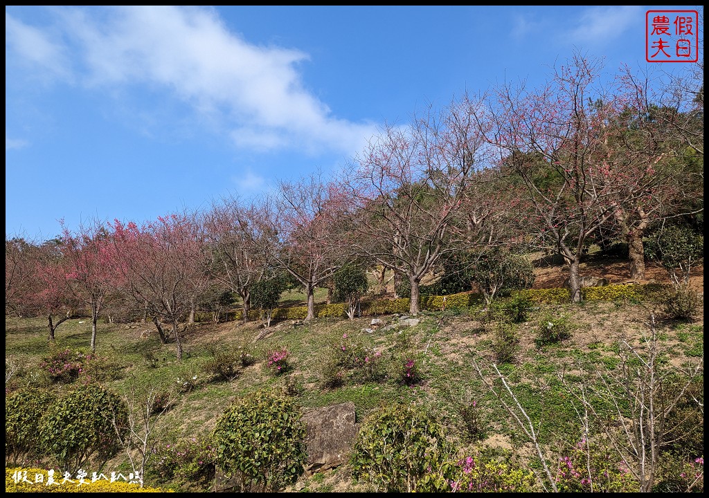 蓮臺山妙音淨苑|山櫻花搭配淨苑建築非常好看/免費賞櫻 @假日農夫愛趴趴照