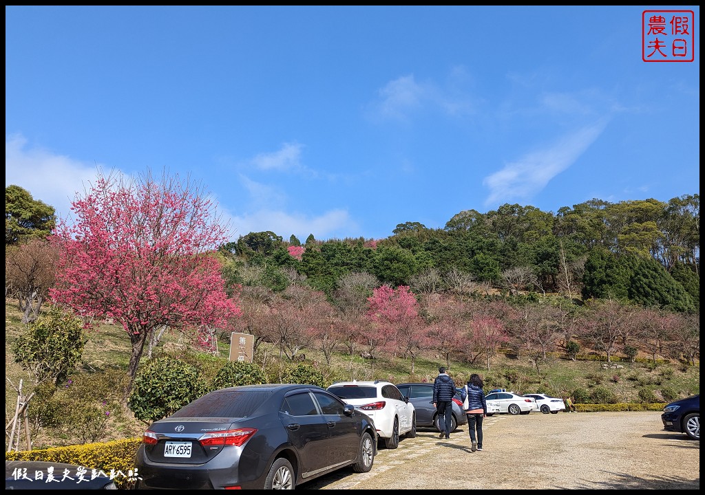 蓮臺山妙音淨苑|山櫻花搭配淨苑建築非常好看/免費賞櫻 @假日農夫愛趴趴照