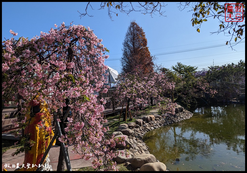 櫻花懶人包|全台賞櫻地點大集合．賞花時間/武陵農場/福壽山農場/阿里山 @假日農夫愛趴趴照