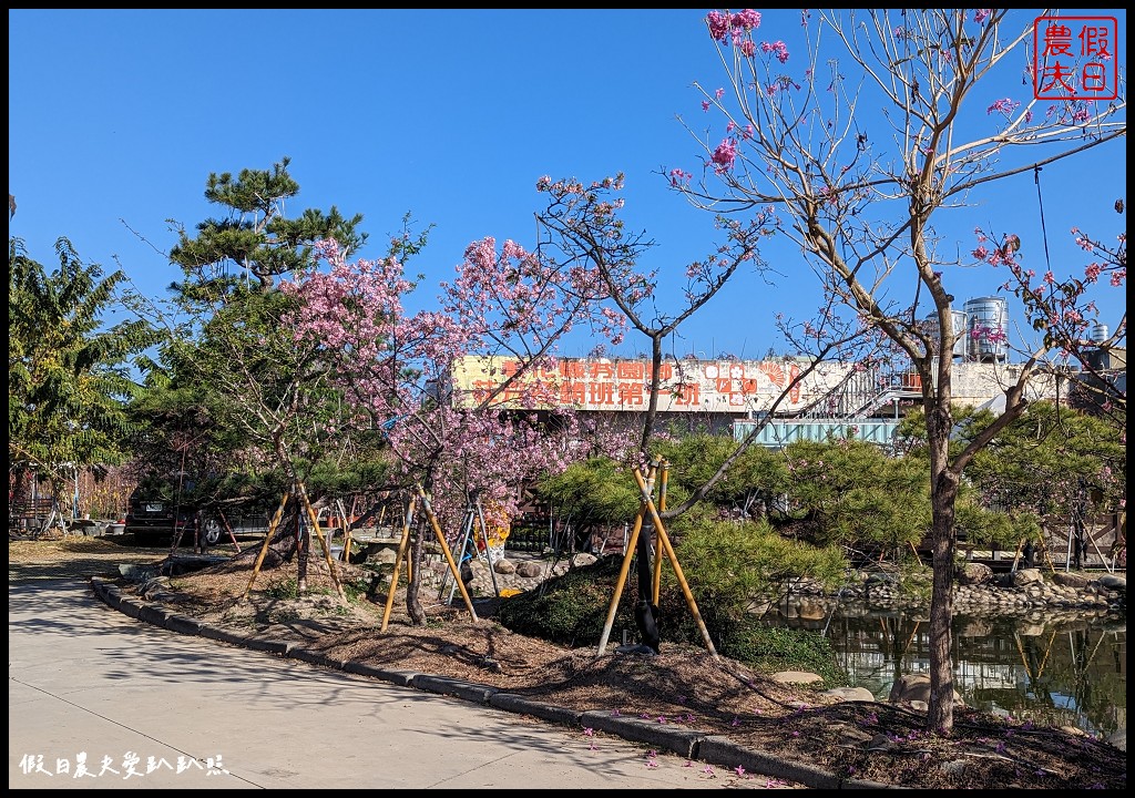 芬園花卉生產休憩園區|洲府枝垂櫻盛開中許願藤也很美 @假日農夫愛趴趴照