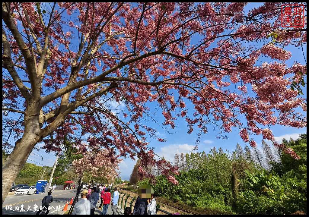 二水鐵道花旗木|媲美阿里山櫻花鐵道 集集小火車和花旗木同框 @假日農夫愛趴趴照